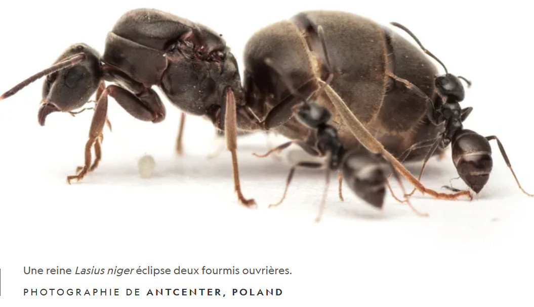 Black garden ant lasius niger Banque de photographies et d'images à